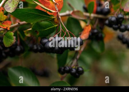 Black aronia berries close up. Delicious garden berries on a branch. Stock Photo