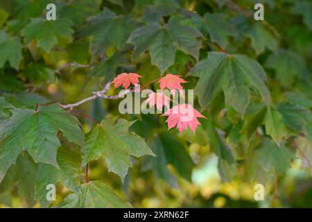 Four small red maple leaves stand out from t green ones that surround them. Shallow depth of field. Stock Photo