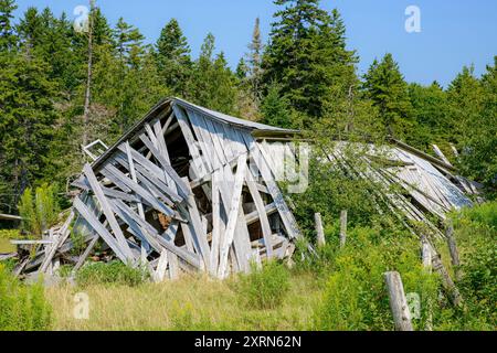 A collapsed barn fallen in a field. The wood is old and faded silver grey. Trees behind, and trees are starting to grow from inside. Stock Photo