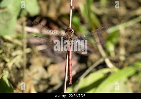 Dragonfly on green background, macro. Dragonfly sitting on a dry blade of grass. Sympetrum sanguineum, red dragonfly, ruddy sympetrum, ruddy darter. Stock Photo