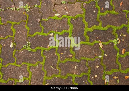 Mossy paving 14338 Stock Photo