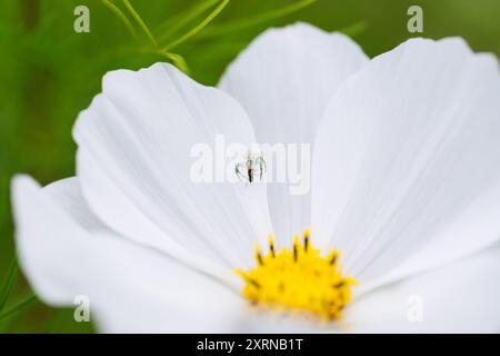 The spider attacked the fly. Flower mimicking crab spider on a white cosmos flower background. Spider crab, misumena vatia with prey. Stock Photo