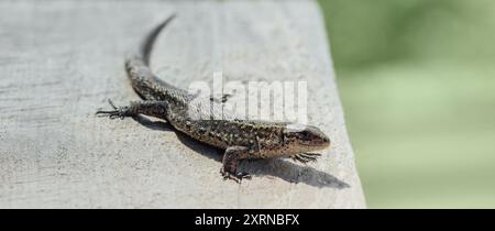 Zootoca vivipara lizard basks in the sun. Common lizard or viviparous lizard on old wooden board close up. Stock Photo
