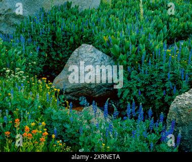 Indian Paintbrush, Blue Lupin, Arrowhead Groundsel, Carson-Iceberg Wilderness, Stanislaus National Forest, Sierra Nevada Mountains, California Stock Photo