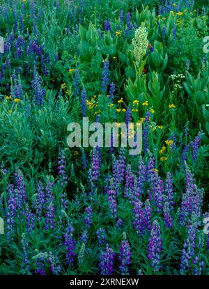 Indian Paintbrush, Blue Lupin, Arrowhead Groundsel, Carson-Iceberg Wilderness, Stanislaus National Forest, Sierra Nevada Mountains, California Stock Photo