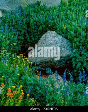 Indian Paintbrush, Blue Lupin, Arrowhead Groundsel, Carson-Iceberg Wilderness, Stanislaus National Forest, Sierra Nevada Mountains, California Stock Photo