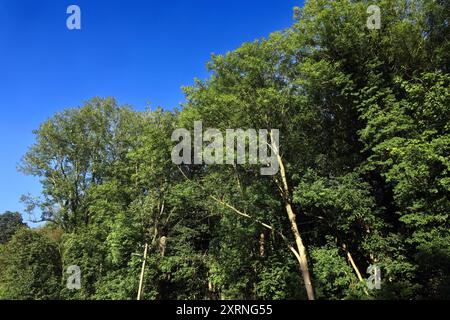 Sommerhitze und Wälder Große Sommerhitze mit gleißendem Sonnenlicht führt zu Hitzestress und erhöhter Brandgefahr im Wald Essen Nordrhein-Westfalen Deutschland *** Summer heat and forests Extreme summer heat with glaring sunlight leads to heat stress and increased fire risk in forests Essen North Rhine-Westphalia Germany Stock Photo