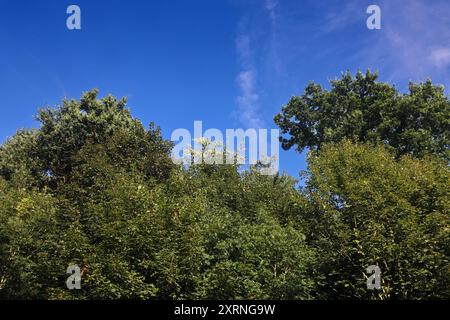 Sommerhitze und Wälder Große Sommerhitze mit gleißendem Sonnenlicht führt zu Hitzestress und erhöhter Brandgefahr im Wald Essen Nordrhein-Westfalen Deutschland *** Summer heat and forests Extreme summer heat with glaring sunlight leads to heat stress and increased fire risk in forests Essen North Rhine-Westphalia Germany Stock Photo