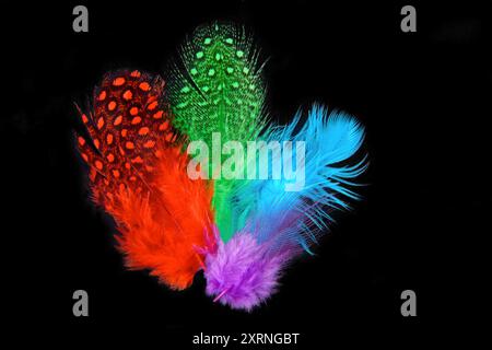 close up of the color plumage feathers on black background Stock Photo
