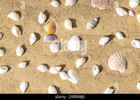 Top view of the sandy beach with seashells. Many different shells on the sand pattern. Stock Photo