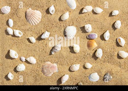 Sandy beach with seashells summer pattern. Sea background with shells. View from above. Stock Photo