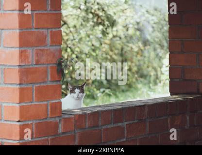 Cute white cat peeks out of the wall. The cat looks surprised. Pets in nature. Stock Photo