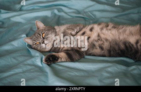 Fluffy Scottish straight cat resting on a blue bed. Cute pet portrait. The cat is lying on its back. Stock Photo