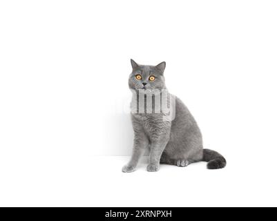 Surprised British cat with orange eyes isolated on a white background. Cute gray cat is sitting on white table. Copy space. Stock Photo