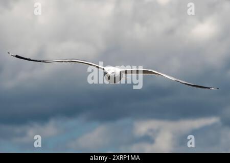 Ring-billed Gull (Larus delawarensis) in flight Stock Photo