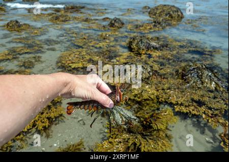 American Lobster (Homarus americanus) in hand Stock Photo