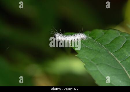 Hickory Tussock Moth (Lophocampa caryae) Stock Photo