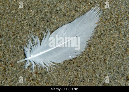 White seagull feather on beach sand Stock Photo