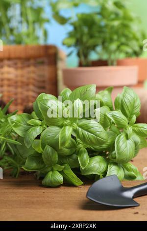 Transplanting herb. Fresh basil and shovel on wooden table Stock Photo