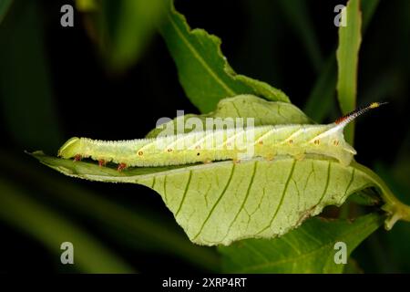 Convolvulus Hawk Moth caterpillar, Agrius convolvuli. Coffs Harbour, NSW, Australia Stock Photo