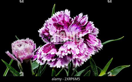 Beautiful Blooming pink Carnation Dia Deur Sissy isolated on a black background. Flower head close-up. Stock Photo