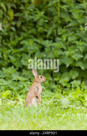 European rabbit Oryctolagus cuniculus, adult standing alert on grass, Suffolk, England, August Stock Photo