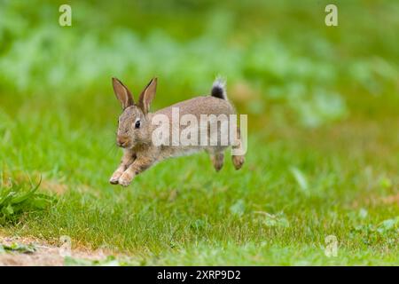 European rabbit Oryctolagus cuniculus, adult running on grass, Suffolk, England, August Stock Photo