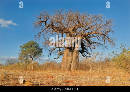 Large baobab tree (Adansonia digitata) in savanna during the dry season, Limpopo province, South Africa Stock Photo