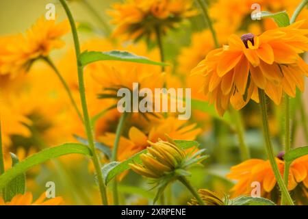Rudbeckia Goldilocks. Rudbeckia hirta. Blooming rudbeckia goldilocks flower bed. Stock Photo
