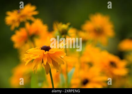 Rudbeckia Goldilocks. Rudbeckia hirta. Blooming rudbeckia goldilocks flower bed. Stock Photo