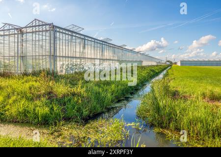 High greenhouse with open windows at the end of a warm and sunny summer day. Ditches run along the greenhouse. Due to the low position of the sun, the shadow of plants on the wall becomes visible. In the Plukmadesepolder in the rural area of the North Brabant village of Made (municipality of Drimmelen), cut flowers and plants as well as vegetables such as peppers, tomatoes and cucumbers are grown. The growers obtain the required heat and CO2 mainly from the nearby RWE Amercentrale in Geertruidenberg. ANP / Hollandse Hoogte / Ruud Morijn netherlands out - belgium out Stock Photo