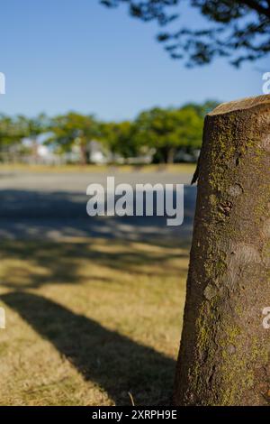 A tree stump, partially covered with moss, is soaking in the early morning sunlight, casting a long shadow across the grass of a park's playground. Stock Photo