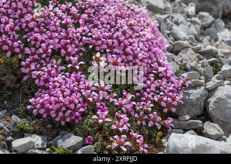 Saxifraga oppositifolia. Alpine flora of the Zebrù valley in the Ortles-Cevedale mountain group. Italian Alps. Europe. Stock Photo