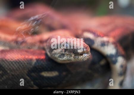 This stunning and captivating image showcases a python coiled elegantly ...