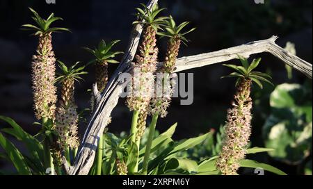 Summer flowering of a pineapple lily plant (Eucomis nani) growing among the branches of a dry tree. Stock Photo