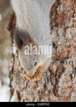 A squirrel sits upside down on a tree in winter and eats a nut. Eurasian red squirrel, Sciurus vulgaris Stock Photo