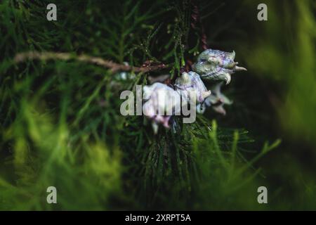 Close-up on a green branch of a thuja tree Stock Photo