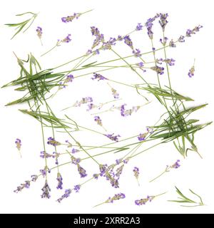 Seamless pattern of Lavender Sprigs on White Background Stock Photo