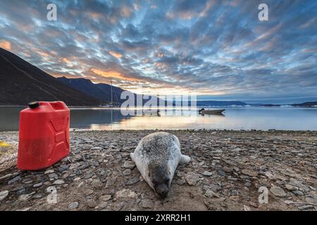 Seal shot by inuit hunters lying on the shore, Scoresby Sund, East Greenland, Greenland Stock Photo