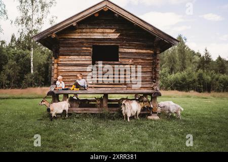 Children on wooden cottage in Forest wild goats Norway Stock Photo