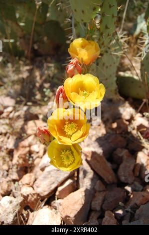 Four Yellow Prickly Pear Cactus Flowers in the Desert Stock Photo