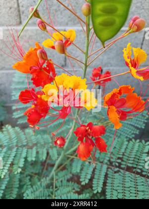 Bright Yellow Orange Tropical Peacock Flower against Brick Background Stock Photo