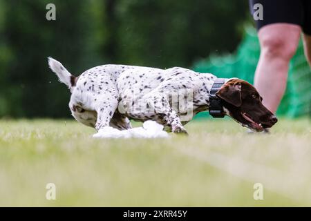 German Shorthaired Pointer dog running lure course dog sport Stock Photo