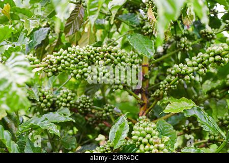 Robusta coffee plants in the Vietnamese highlands of Dak Lak Stock Photo