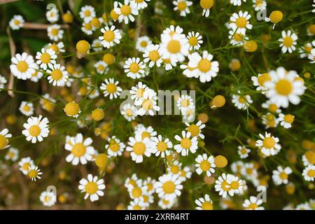 Roman Chamomile Daisies Growing in Autumn Stock Photo