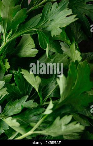 macro photo of fresh parsley leaves Stock Photo