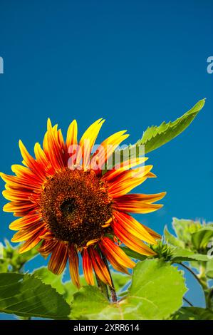 Close up of sunflowers with blue sky in background. Stock Photo