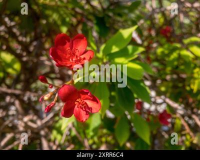 Spicy jatropha (jatropha integerrima in Latin) red flower in sunny day hidden in shrub Stock Photo