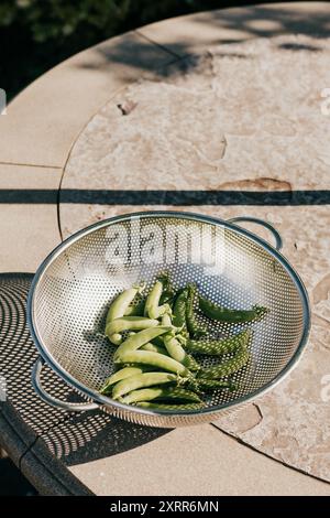 Mesh metal basket full of freshly harvested peas sits on table outside Stock Photo