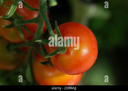 Cherry Tomato on Vine in Greenhouse Stock Photo